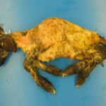 Diagnostic de la maladie de Schmallenberg (SBV)