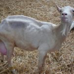 Paratuberculose des petits ruminants