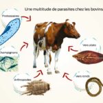 Parasitisme