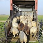 Dépistages d’introduction des petits ruminants