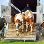 Dérogation au dépistage de l’IBR lors d’introductions